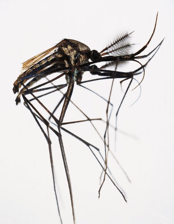 zika