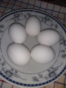 Jajca Eggs