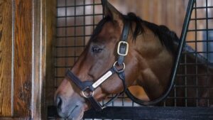 american-pharoah horse